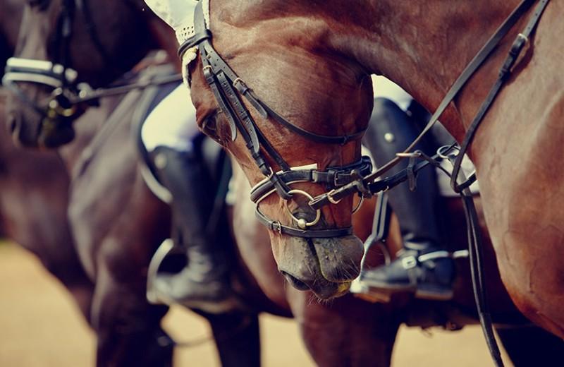 cours équitation