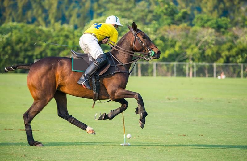 club équitation