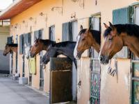 Box chevaux individuels