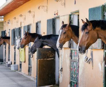 Box chevaux individuels